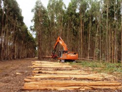 Green Triangle Plantation Forest Company of Australia Pty. Ltd. (GPFL)