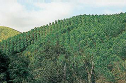 Quy Nhon Plantation Forest Company of Vietnam Ltd. (QPFL)