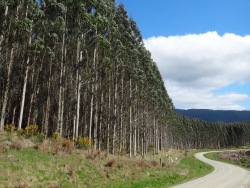 Southland Plantation Forest Company of New Zealand Ltd. (SPFL)