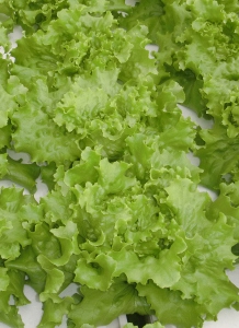 Batavia lettuce