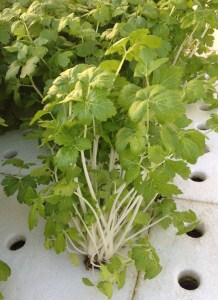 White Celery