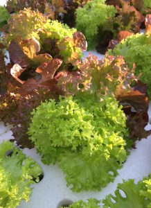 SARATRIO (assorted lettuces