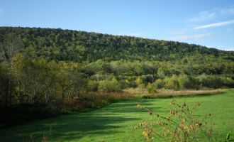 Biei Forest