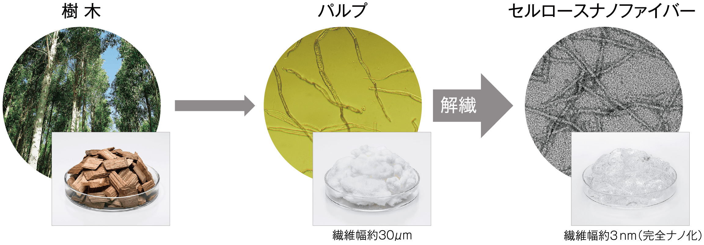樹木からバルブを経て解繊し、セルロースナノファイバー(CNF)になる過程を示す図。繊維幅は樹木から30μm、最終的にCNFでは3nm(完全ナノ化)になる。