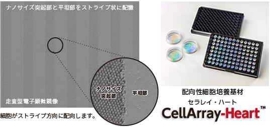 ナノサイズの突起部と平坦部をストライプ状に配置した電子顕微鏡画像。拡大図では突起部と平坦部の微細構造が確認できる。右側にはND Cell Aligner Dish 35の製品画像が表示され、底面に微細構造パターンを形成した35mmディッシュであることが示されている。