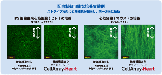 配向制御可能な培養実験例。左側はヒトiPS細胞由来の心筋細胞、右側はマウス心筋細胞の培養比較画像。ストライプ方向に細胞が配向し、微細構造ありのND Cell Aligner Dishでは、細胞が同一方向に配向していることが確認できる。微細構造なしのディッシュではランダムな配向が示されている。
