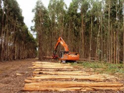 Photo: Green Triangle Plantation Forest Company of Australia Pty. Ltd.