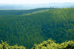 Photo: PT. Korintiga Hutani