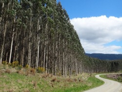 Photo: Southland Plantation Forest Company of New Zealand Ltd.