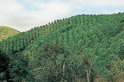 Photo: Quy Nhon Plantation Forest Co. of Vietnam Ltd.