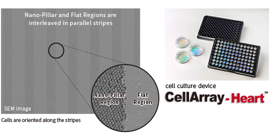 Electron microscope image of stripes of nano-sized protrusions and flat areas. In the magnified image, the microstructure of the protrusions and flat areas can be seen. The product image of ND Cell Aligner Dish 35 is shown on the right, indicating that it is a 35mm dish with a microstructure pattern on the bottom.