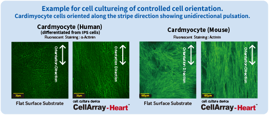 Example of orientation-controllable culture experiment. The left side is an image of human iPS cell-derived cardiomyocytes and the right side is an image of mouse cardiomyocytes for culture comparison. It can be seen that the cells are oriented in the stripe direction, and in the ND Cell Aligner Dish with microstructure, the cells are oriented in the same direction. The dish without microstructure shows random orientation.