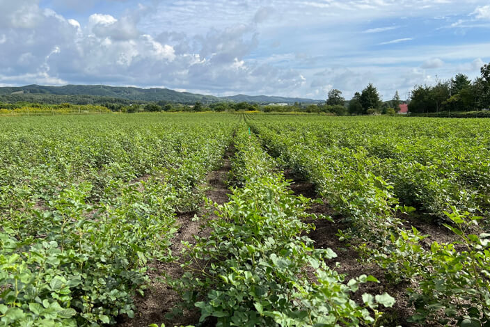Photo: Glycyrrhiza field