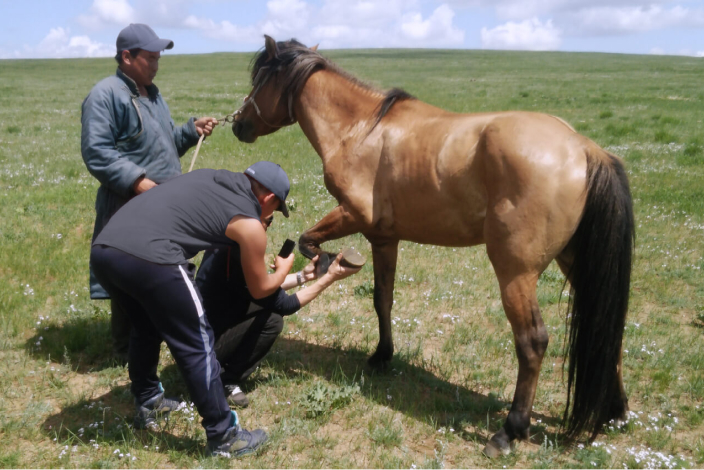 Photo: Taking care of a horse