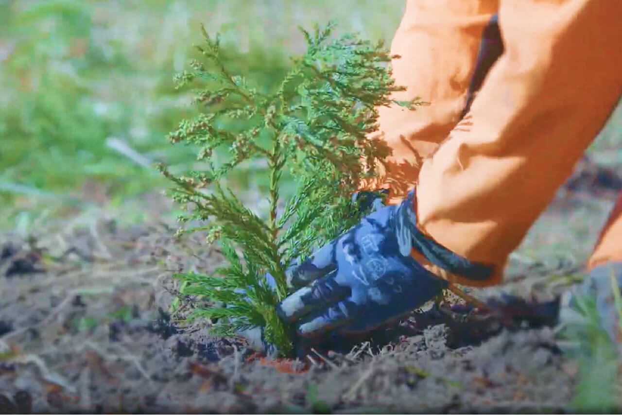 Photo: Planting Seedlings