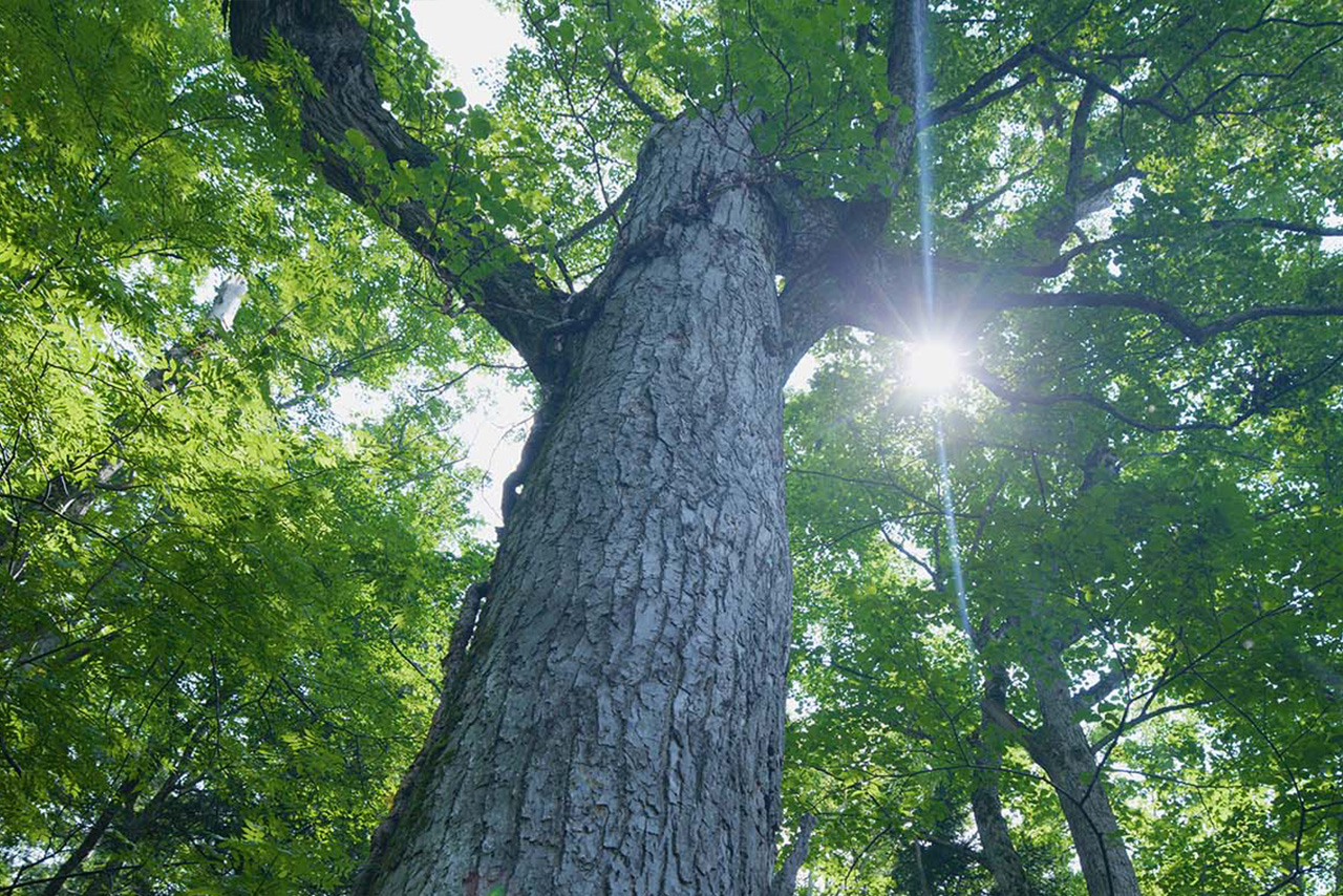 Photo: A Giant Tree in the Forest