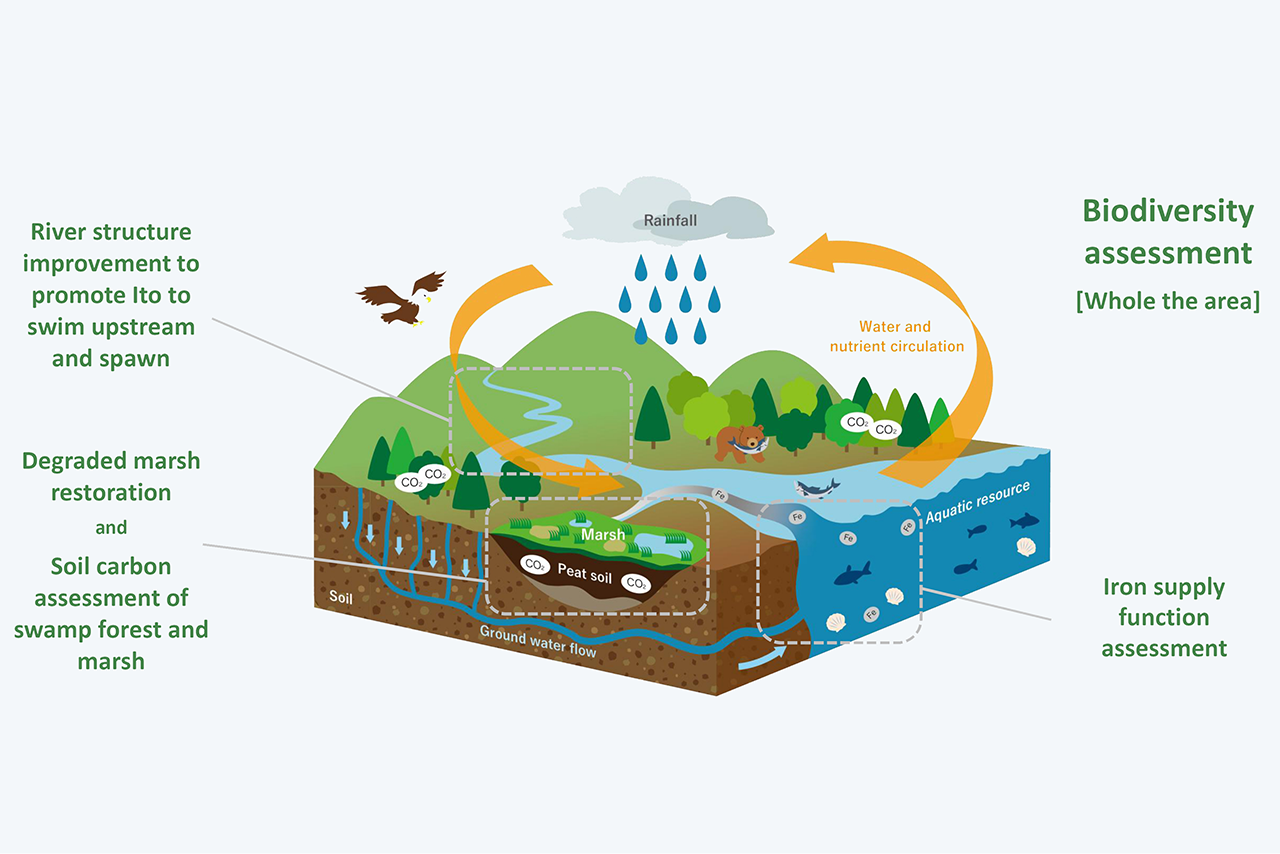 Overview of Initiatives: This includes the renovation of river structures to promote the migration and spawning of *Ito* (Japanese huchen), conducting a biodiversity assessment across the entire Sarufutsu Forest, evaluating the forest’s function in supplying iron to the ocean, restoring degraded wetlands, and assessing soil carbon in wetland forests and wetlands.