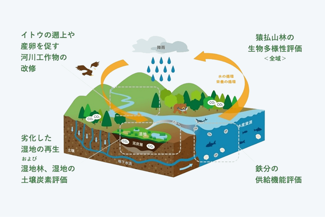 取り組みの全体像: イトウの遡上や産卵を促がす河川工作物の改修、猿払山林全域の生物多様性評価実施、海洋における鉄分の供給機能評価、劣化した湿地の再生および湿地林、湿地の土壌炭素評価を行う
