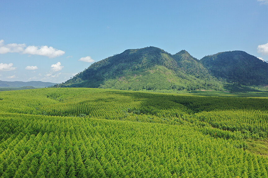 KTH植林地（インドネシア）の画像