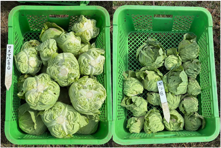 収穫例（左：OJIサステナマルチ、右：ポリエチレン製黒マルチ）