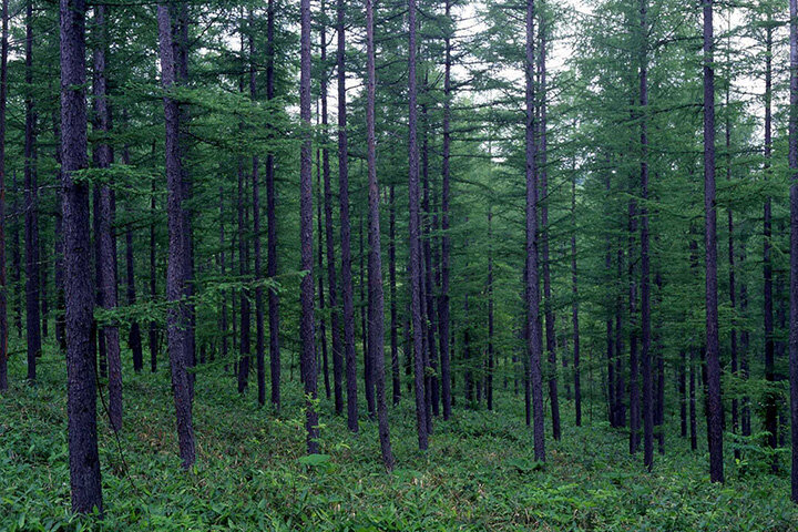 Fuel for biomass power generation Domestic timber